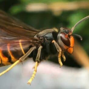 asian hornet