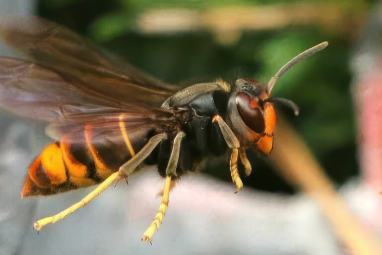 asian hornet
