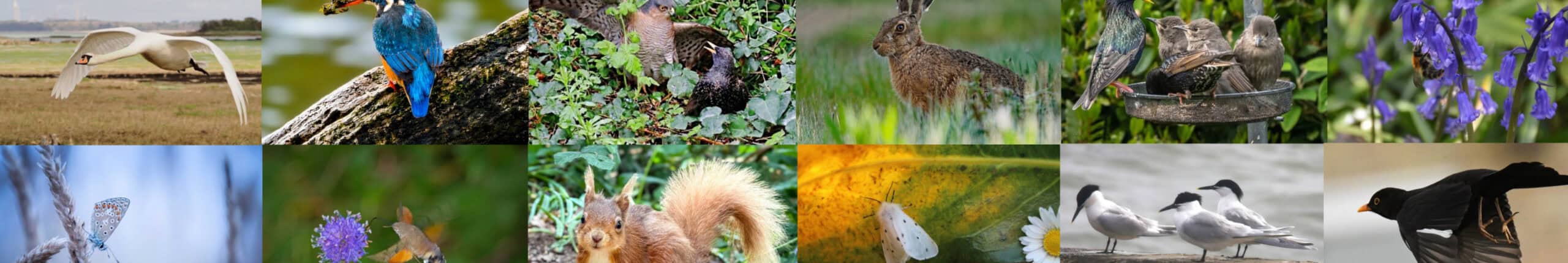 Montage of images from the calendar