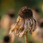 dead flower heads