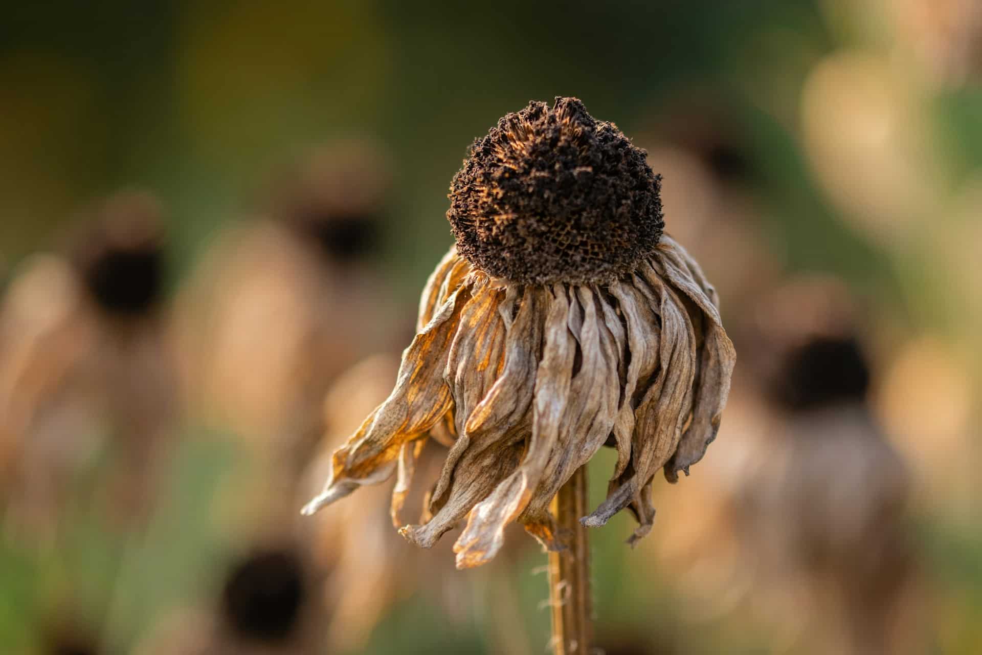 dead flower heads