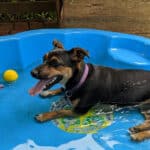 dog in a paddling pool
