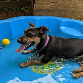 dog in a paddling pool