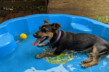 dog in a paddling pool