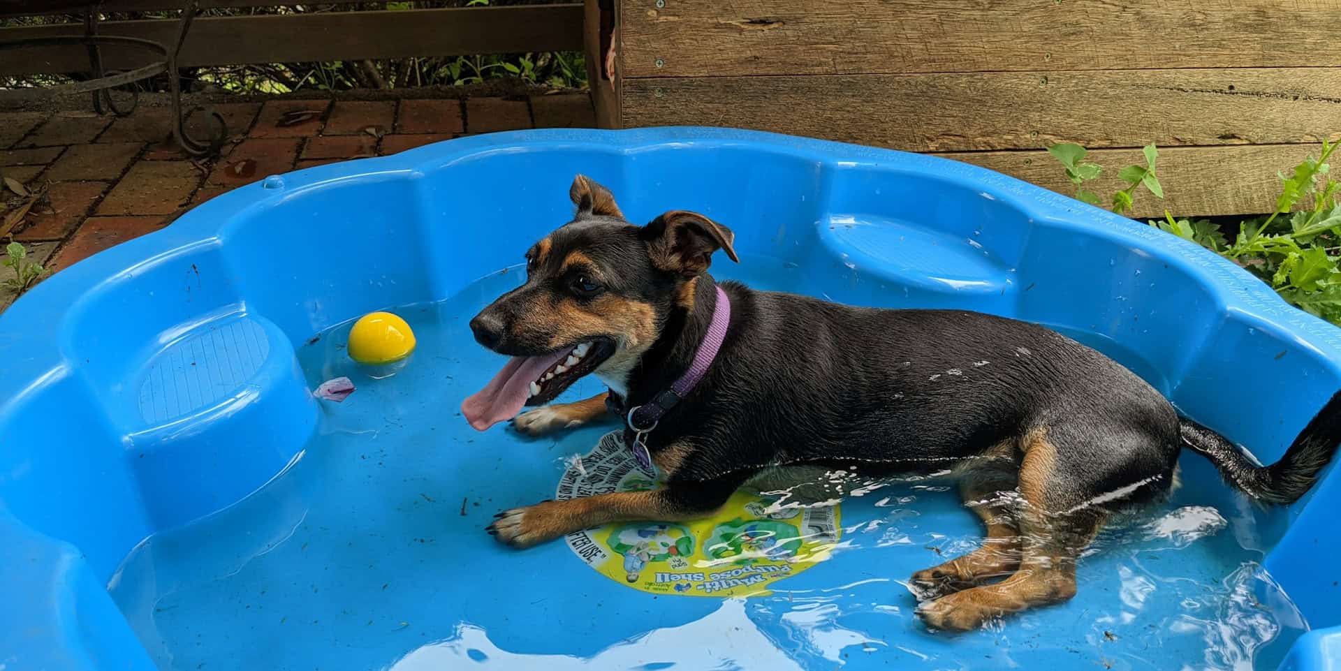 dog in a paddling pool