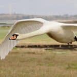 swan setting flight