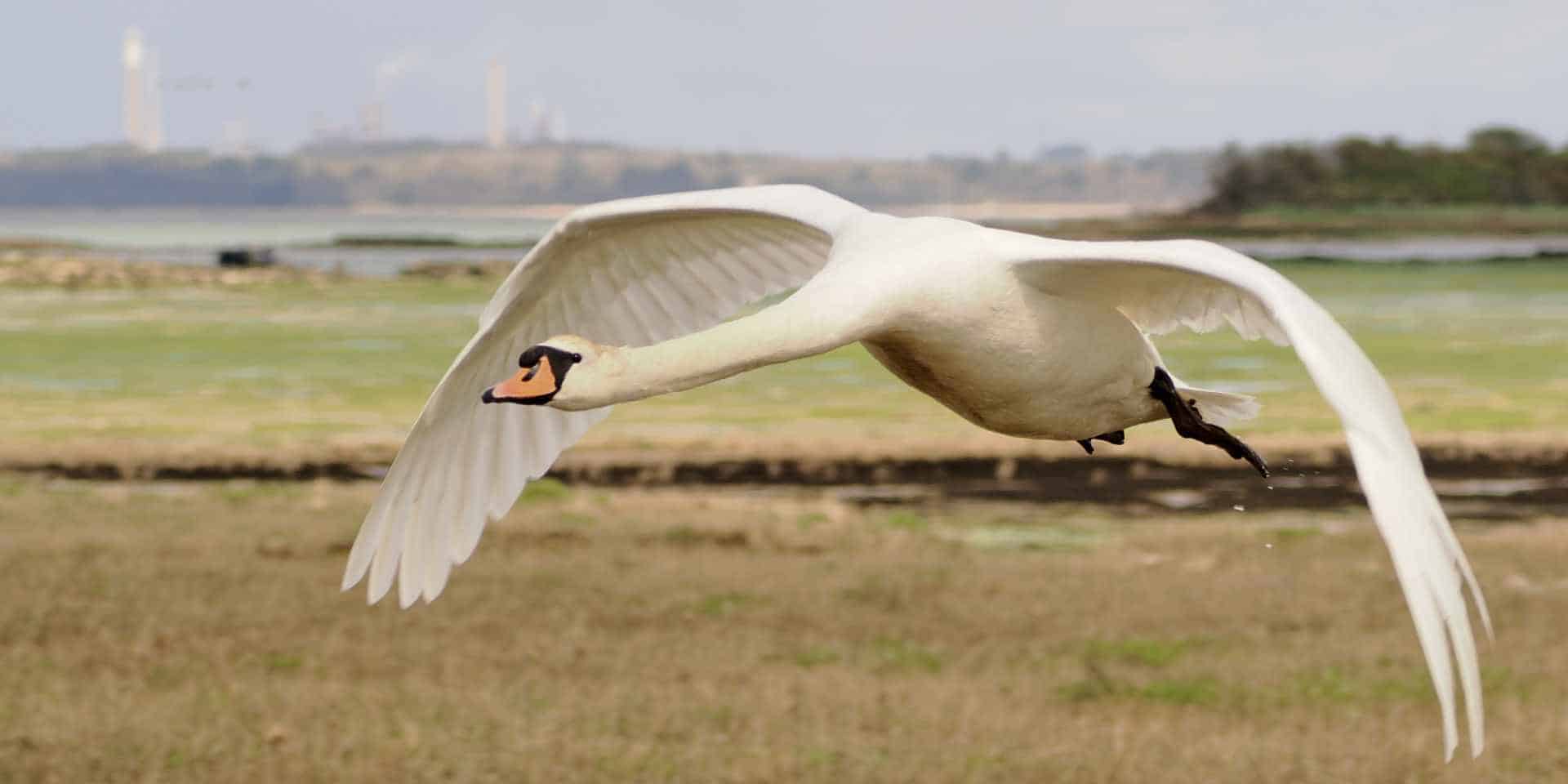 swan setting flight