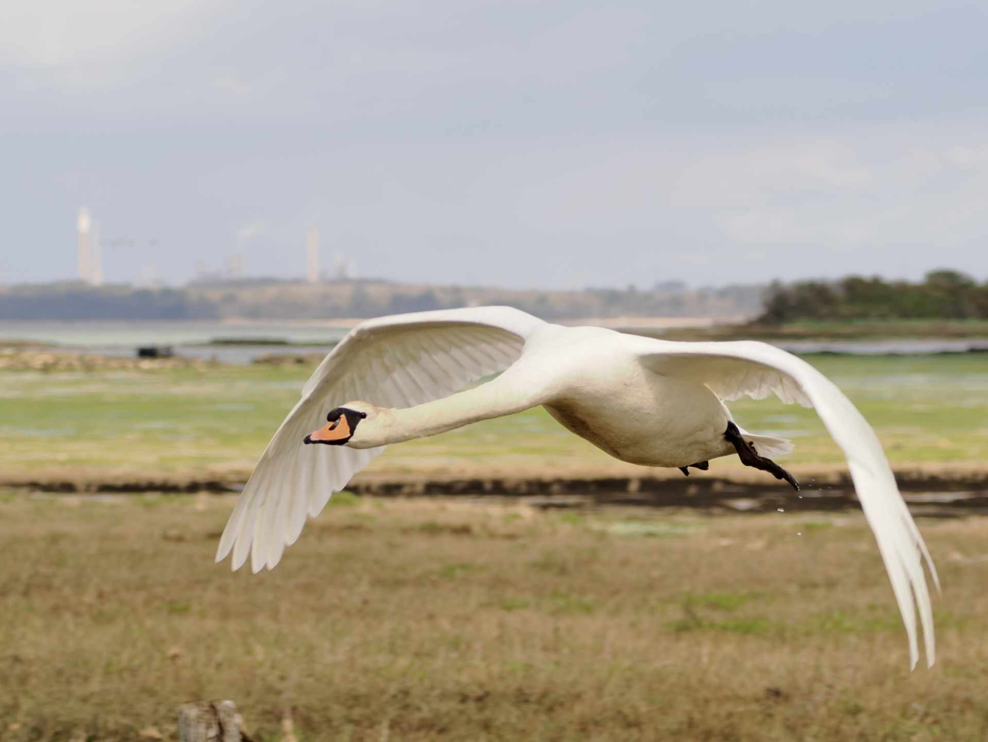 swan setting flight