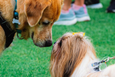 two dogs kissing