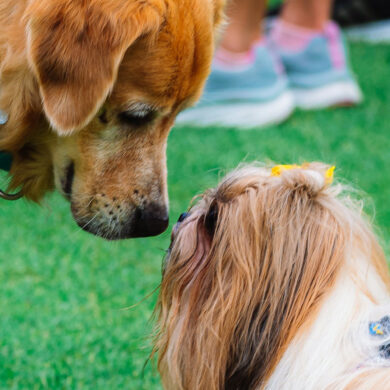 two dogs kissing