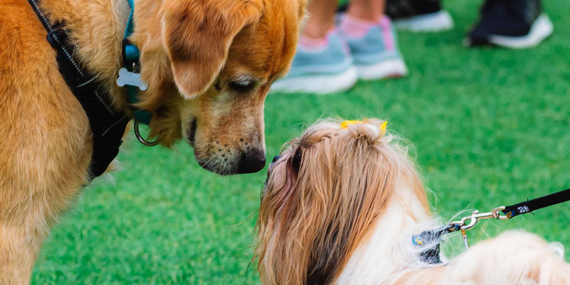 two dogs kissing