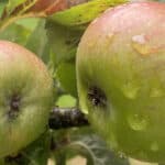 Apples on a tree
