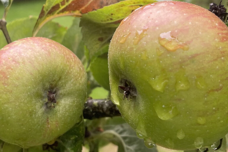 Apples on a tree