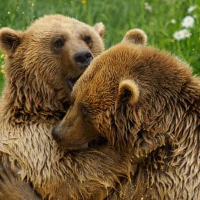 Benji and Balu the two rescued bears