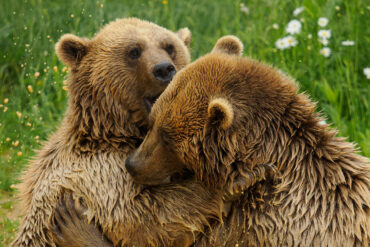 Benji and Balu the two rescued bears