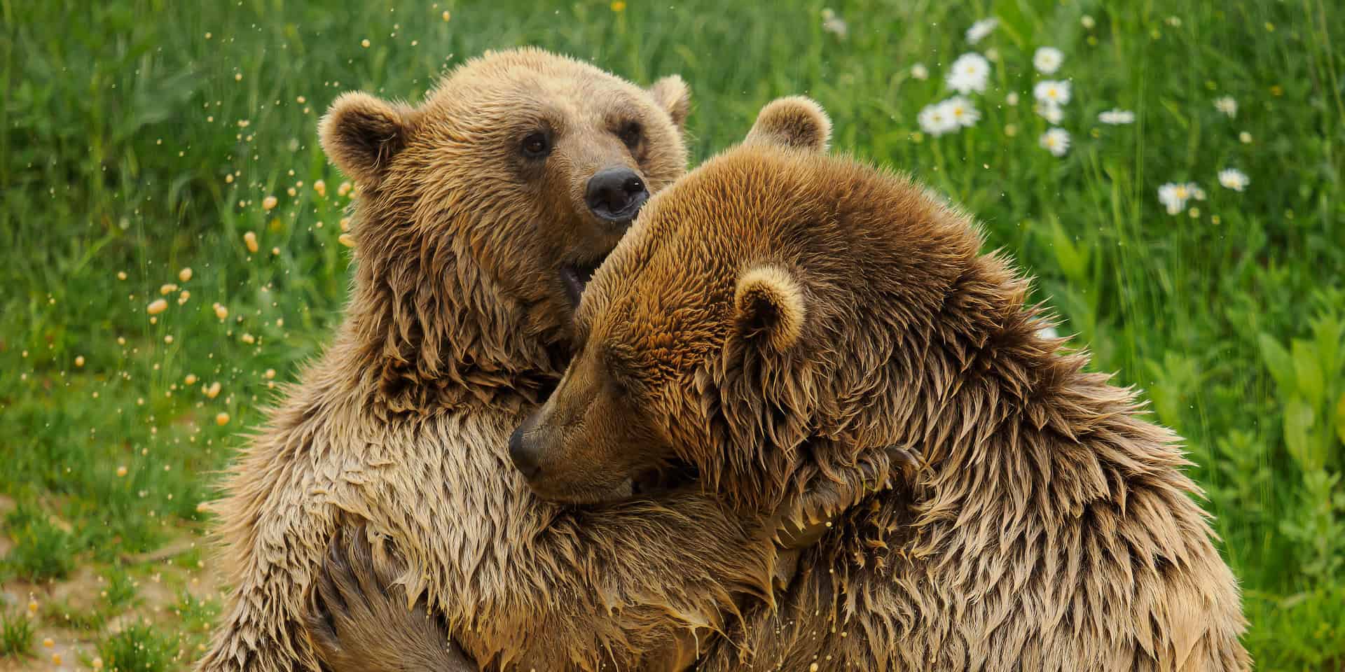 Benji and Balu the two rescued bears