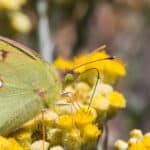 Clouded yellow butterfly on a yellow flower head