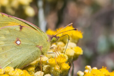Clouded yellow butterfly on a yellow flower head