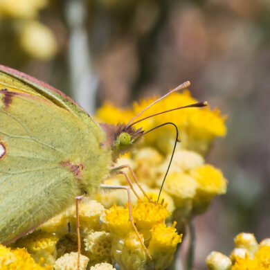Clouded yellow butterfly on a yellow flower head