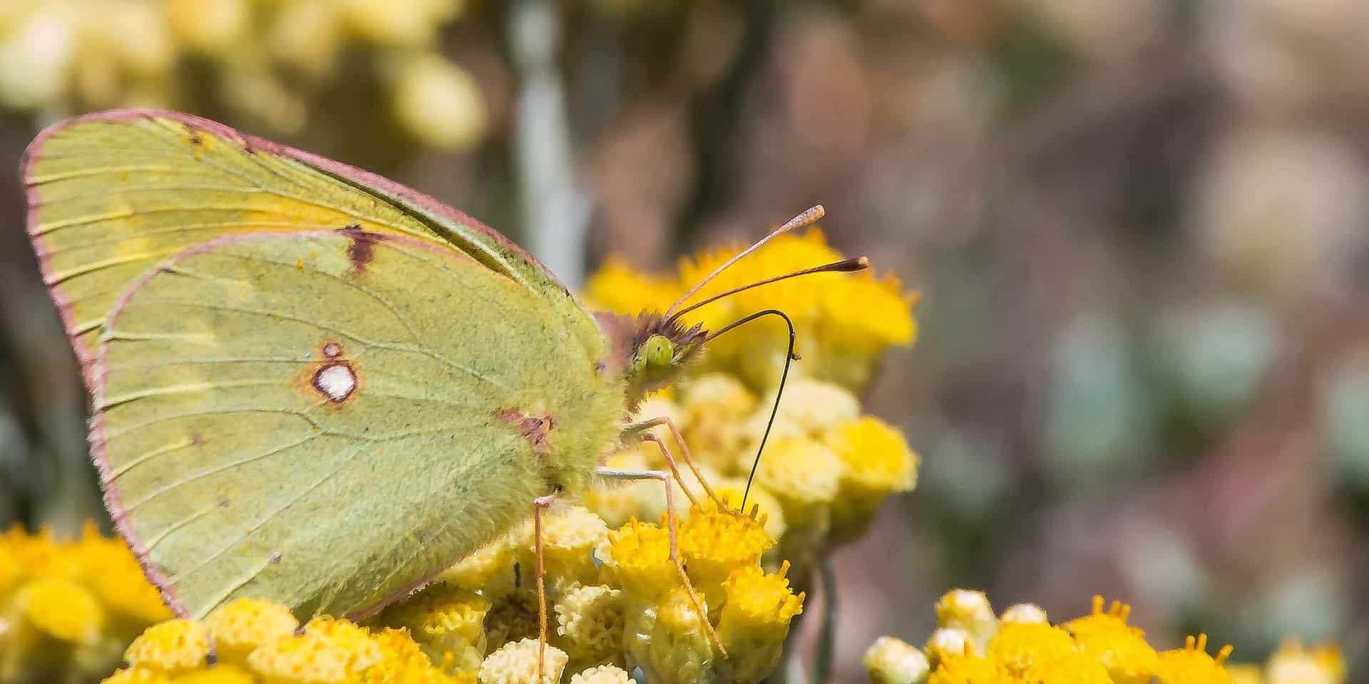 Clouded yellow butterfly on a yellow flower head