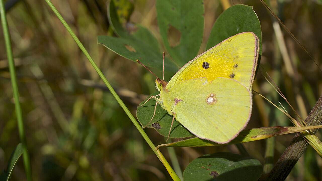 Clouded yellow butterfly on a green plant