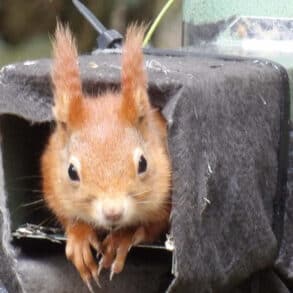 Red squirrel looking out of feeder in Howes Wood