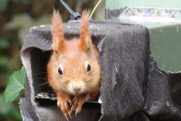 Red squirrel looking out of feeder in Howes Wood