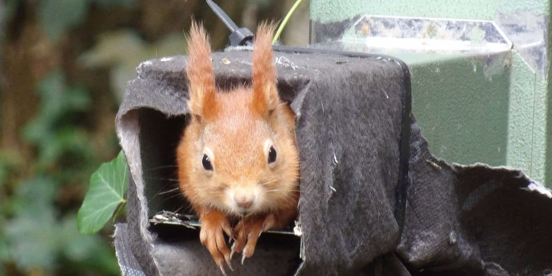 Red squirrel looking out of feeder in Howes Wood