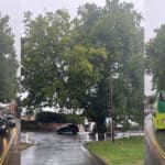 London Plane tree in Wootton