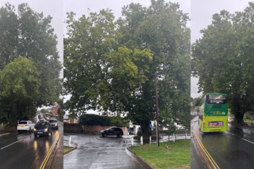 London Plane tree in Wootton