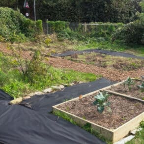 Mayfield Allotment