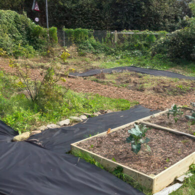 Mayfield Allotment