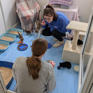 Volunteers with kittens