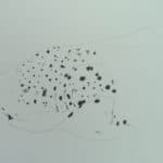 Pencil drawing of a sea creature