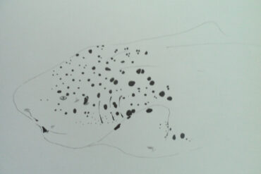 Pencil drawing of a sea creature