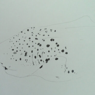 Pencil drawing of a sea creature