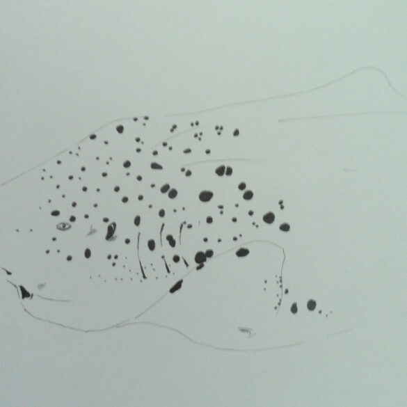 Pencil drawing of a sea creature