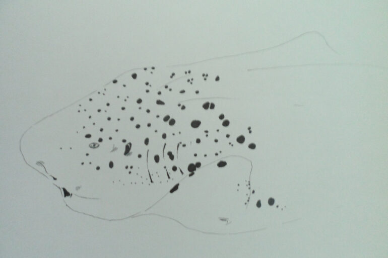 Pencil drawing of a sea creature