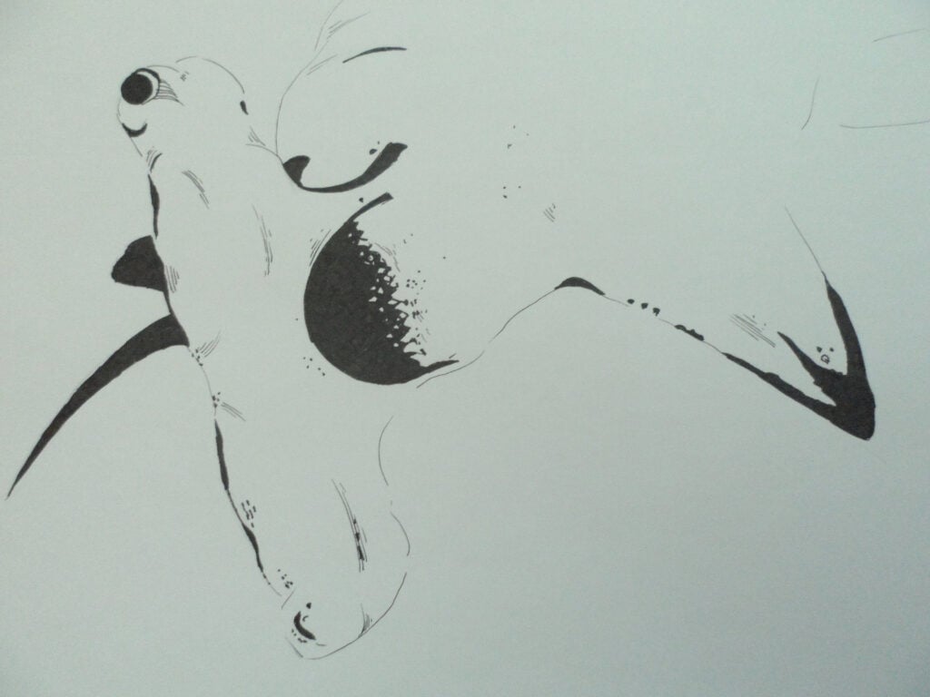 Pencil drawing of a sea creature