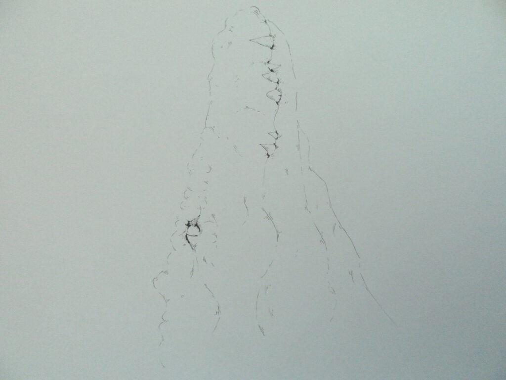 Pencil drawing of a sea creature