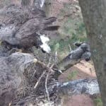 White-tailed eagles with chicks -