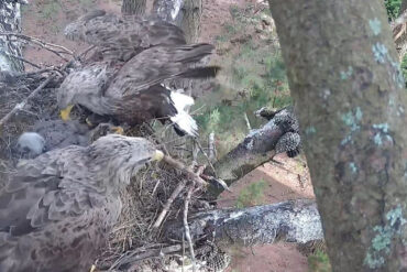 White-tailed eagles with chicks -
