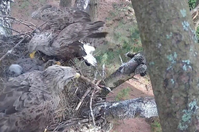 White-tailed eagles with chicks -