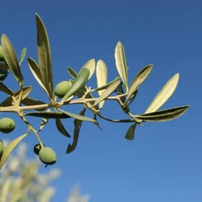 olive branch against a blue sky