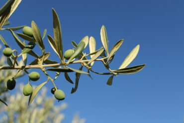 olive branch against a blue sky