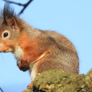 a red squirrel sitting in a tree
