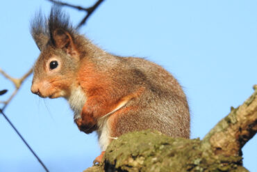 a red squirrel sitting in a tree