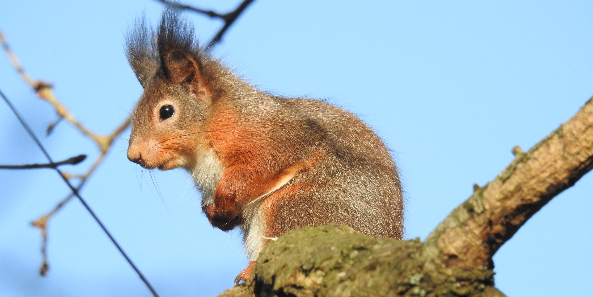 a red squirrel sitting in a tree