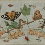 vintage illustration of insects and pollinators