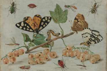vintage illustration of insects and pollinators